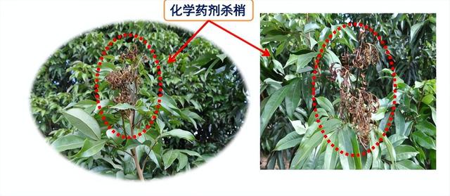 荔枝1-12月详细种植管理日记：如秋冬梢管理、及保花保果等记录