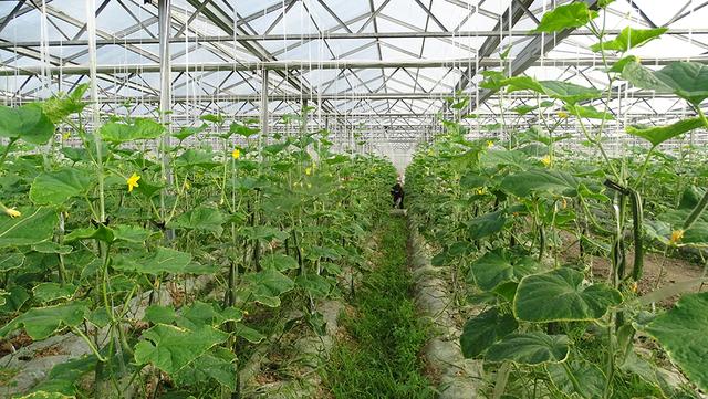 现代农业研究：山区农村反季节大棚蔬菜种植技术