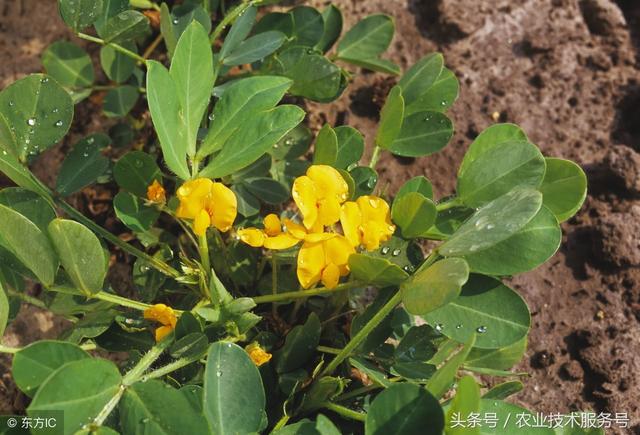 花生的一生生长周期，生育特点、栽培种植管理技术要点