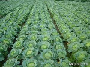 秋季甘蓝种植时间(露地越冬甘蓝定植时间及田管措施)