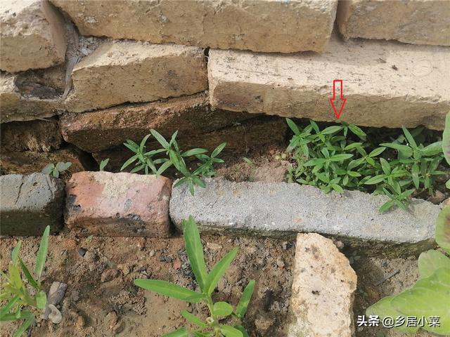 夏季六月还能种植什么蔬菜、生长好？喜暖耐热蔬菜类，肥水要跟上