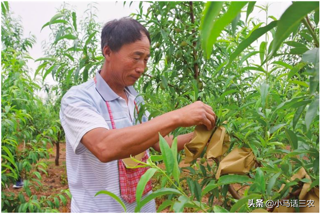 浅谈桃树花果期的管理方法，及在管理时应注意的事项