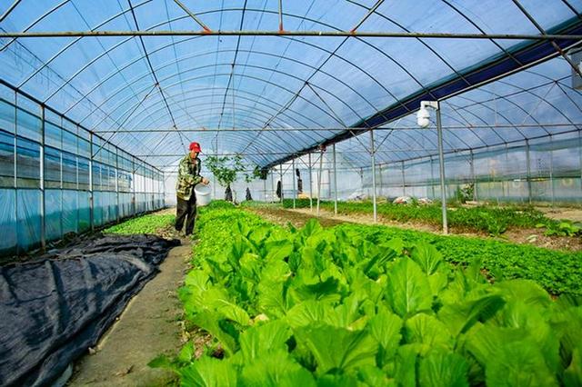 现代农业研究：山区农村反季节大棚蔬菜种植技术