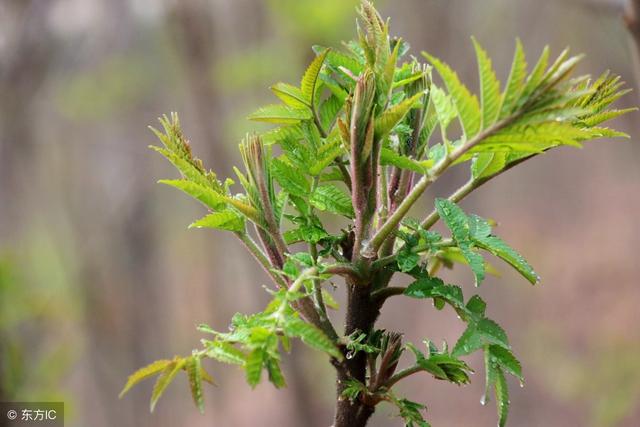 冬暖大棚香椿高密度假植栽培技术