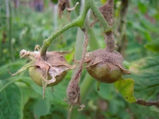 5熟记农药、肥料打油诗！让农业种植更轻松