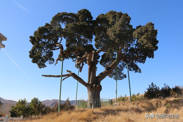 河北这几棵古柏记忆了半部燕赵史，有多个地方都称自己是天下第一