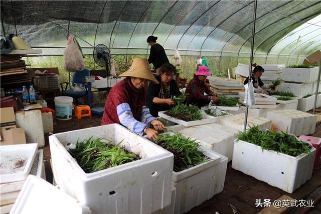 白芨种植隐藏着巨大风险，慎种