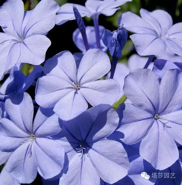 最全蓝雪花养护指南，让蓝雪疯狂一夏