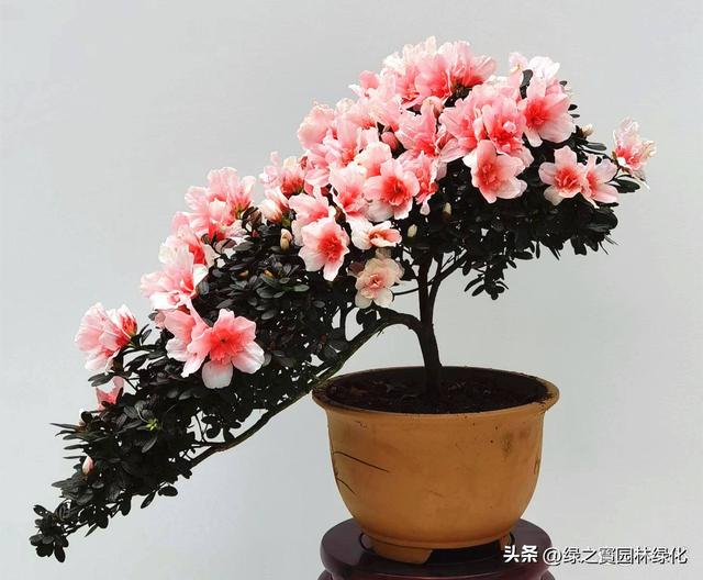 寒冷季节养什么？这些绿植四季常青又耐寒！