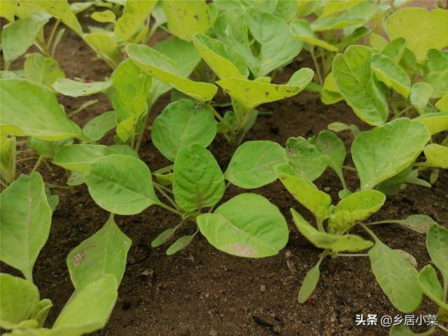 夏季六月还能种植什么蔬菜、生长好？喜暖耐热蔬菜类，肥水要跟上