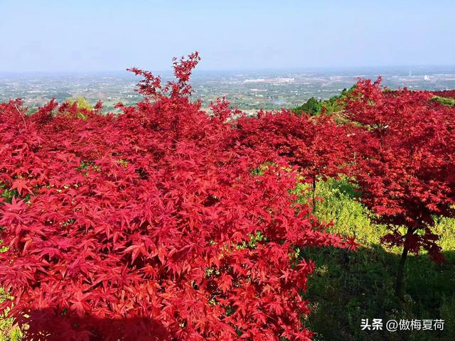 成都红枫四月花，这份推荐请收下