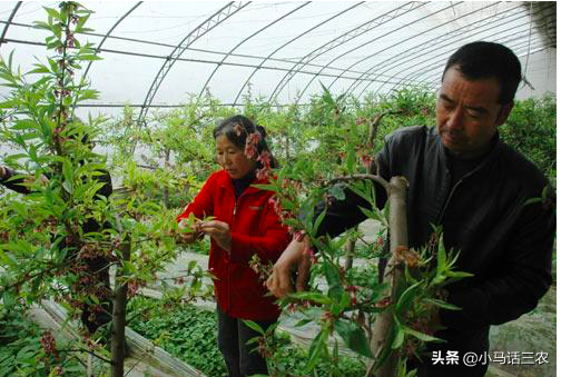 浅谈桃树花果期的管理方法，及在管理时应注意的事项