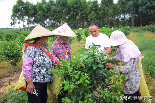 广西柑橘火热的背后，一线种植者如何破和立，构建赚钱之道