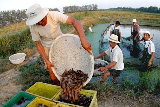 一块水田两份收入，水面种水芹，水下养泥鳅，每亩年赚4万元