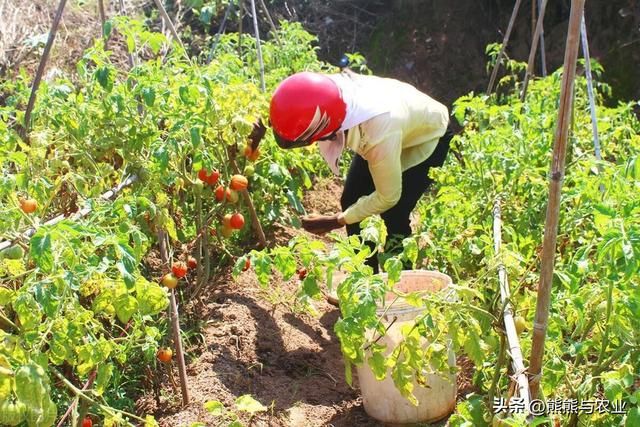 夏季番茄高产种植，明白这10个方面，种番茄不踩坑