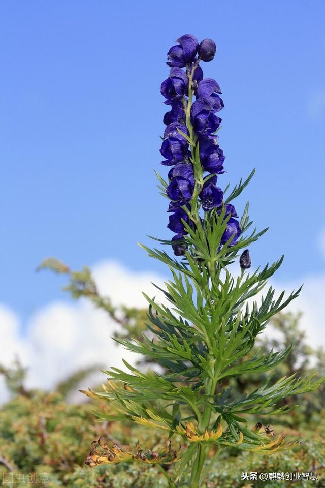 它属于名贵中药材，是农村不错的种植项目，种一亩可赚2万块钱