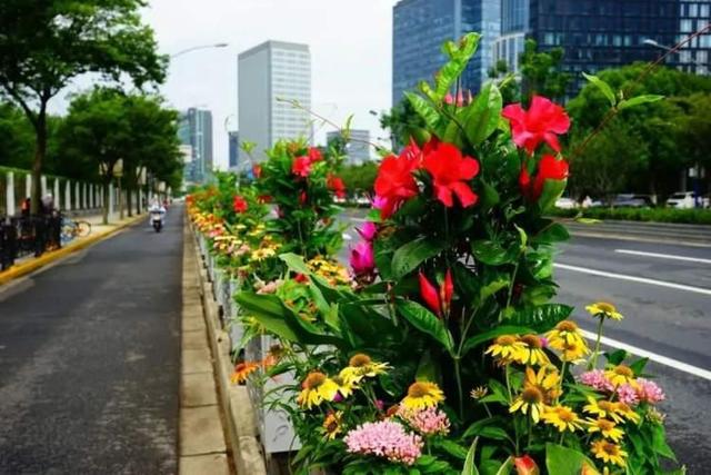 “荷花”“松果”栽进道路花箱？ 广中西路花箱换上崭新夏装