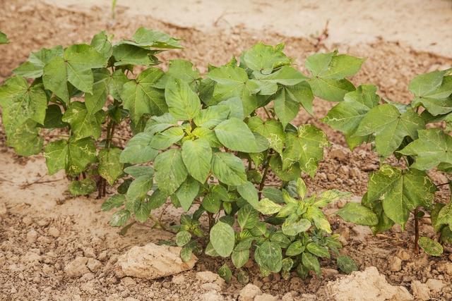 苋菜种植如何管理？注意4项措施把握，提高产量并不难