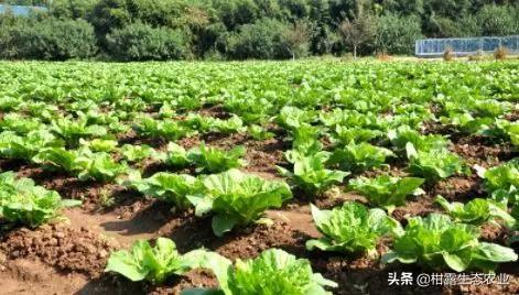 2020全年种植时间表出炉，怎么搭配避免重茬，一看就明白