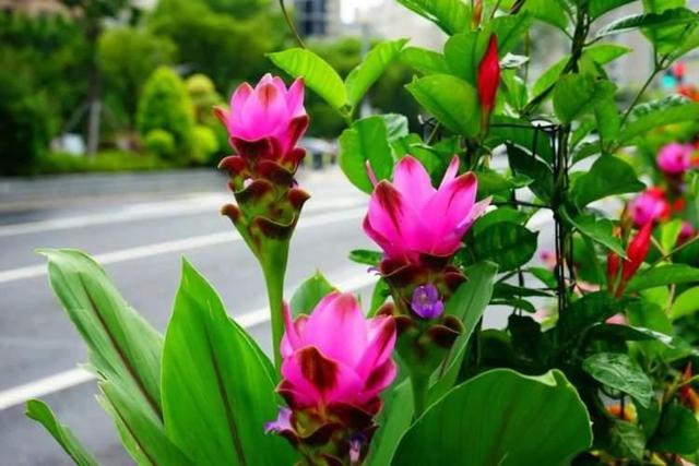 “荷花”“松果”栽进道路花箱？ 广中西路花箱换上崭新夏装