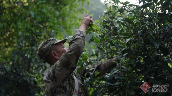 【请你喝杯茶】一杯勐海普洱茶，铺就黄金致富路