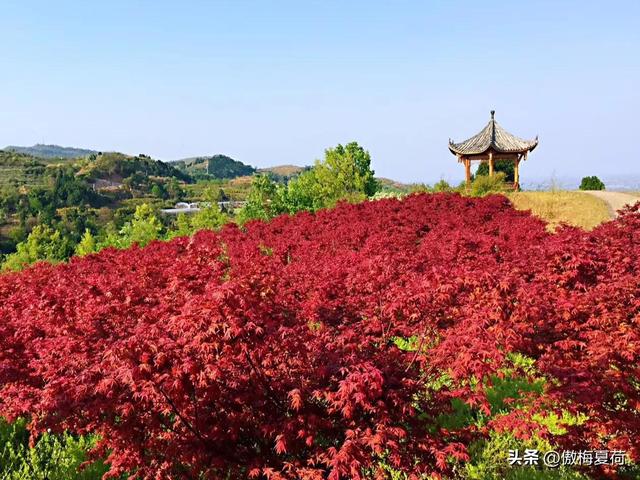 成都红枫四月花，这份推荐请收下