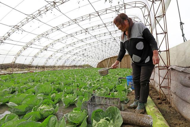 现代农业研究：山区农村反季节大棚蔬菜种植技术