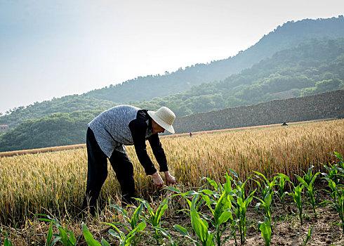 油菜播种季，免耕直播技术要点有哪些？必须从播种开始抓