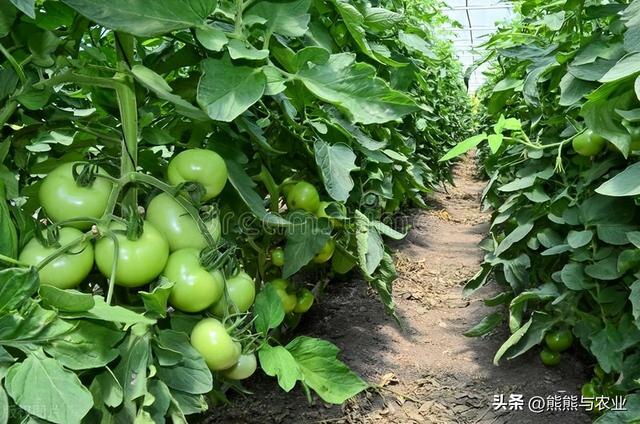 夏季番茄高产种植，明白这10个方面，种番茄不踩坑