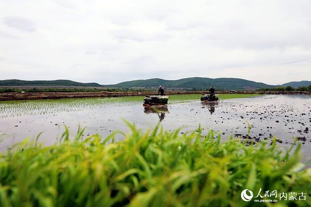 内蒙古呼伦贝尔：寒地水稻插秧忙