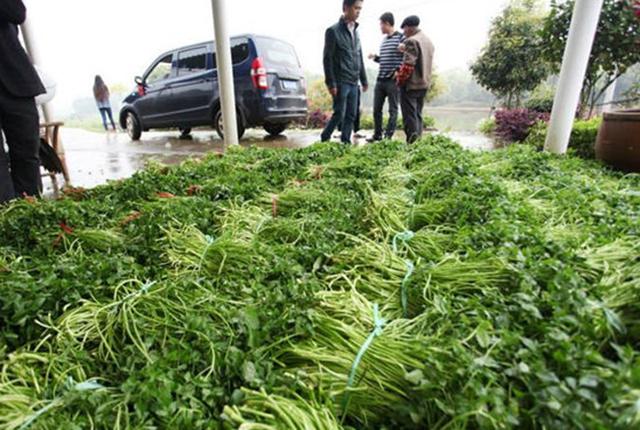 一块水田两份收入，水面种水芹，水下养泥鳅，每亩年赚4万元