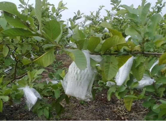 想要种植好芭乐，科学的管理很重要，这些你都了解吗？