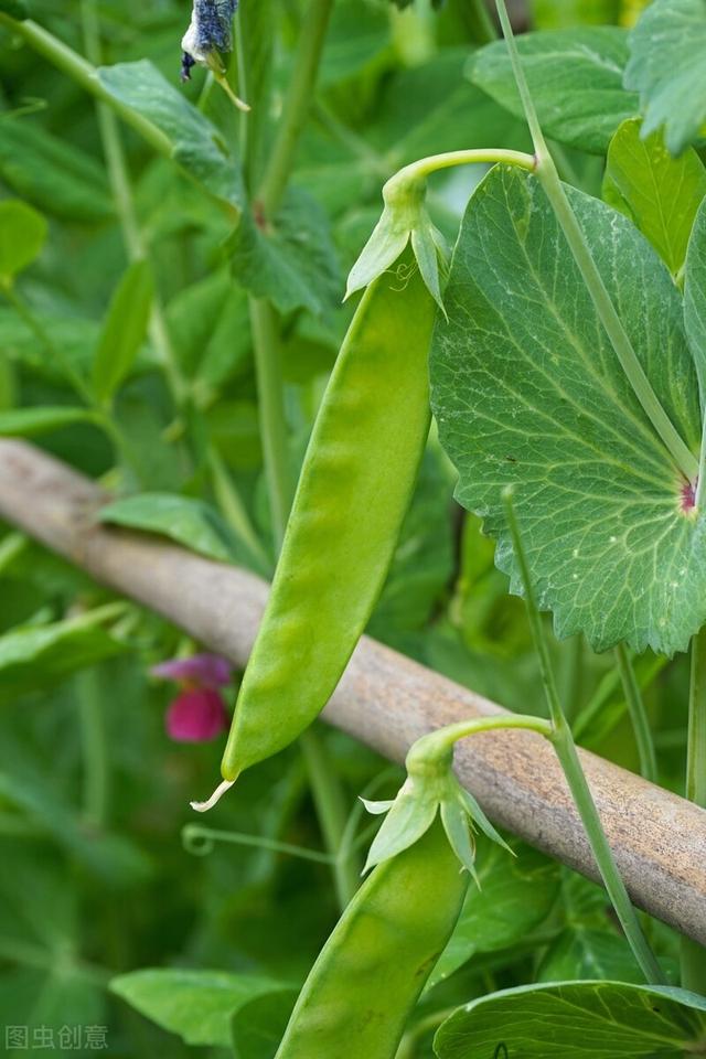 荷兰豆就是豌豆？越冬荷兰豆什么时间播种？不同地域的播种时间