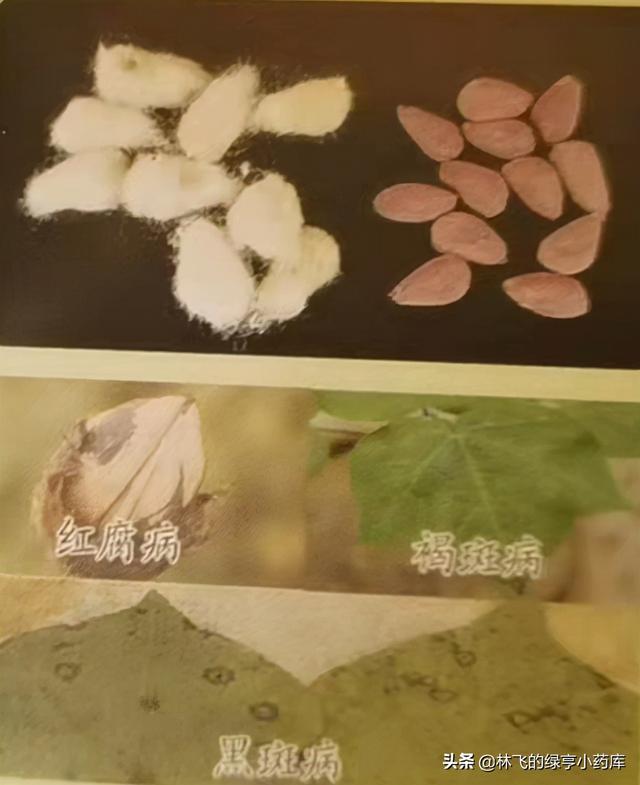 绿亨】棉花的种植技术你知道吗？这几点是提高产量的关键，来看吧