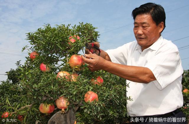 盆栽石榴的种植方法