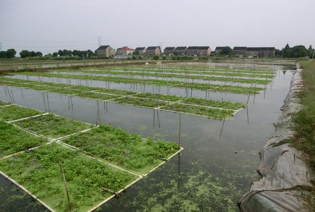 一块水田两份收入，水面种水芹，水下养泥鳅，每亩年赚4万元