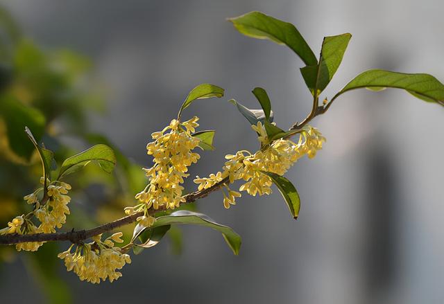 5种“驱虫花”，养护简单颜值高，还能赶走苍蝇