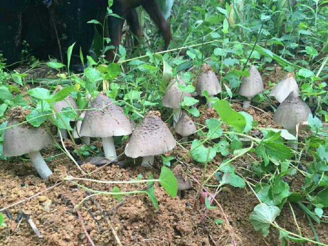 鸡枞菌种植靠谱吗