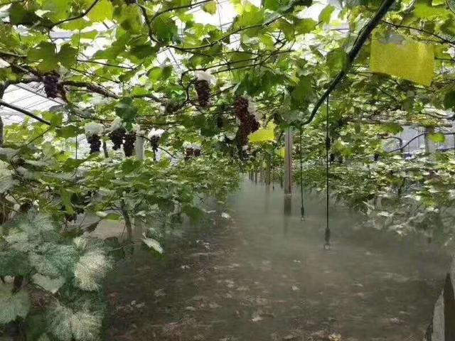 现代农业研究：山区农村反季节大棚蔬菜种植技术