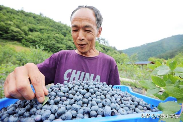 蓝莓需要多少冷温量才能开花结果？如何挑选适合当地的蓝莓品种？