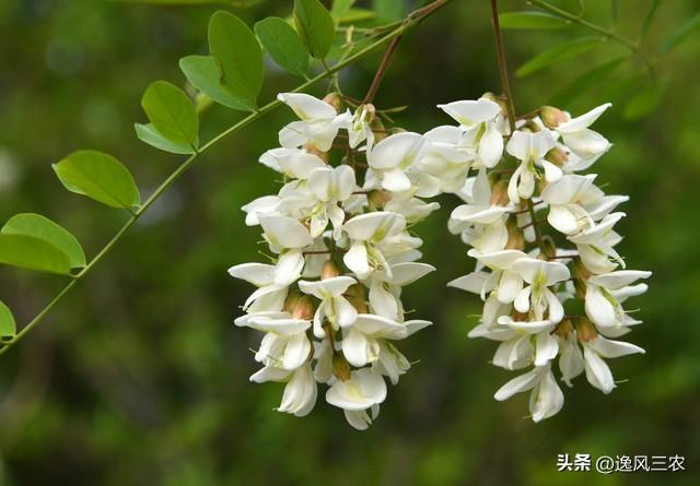 花可以吃，花蜜名贵，被国家列为入侵物种的刺槐树为何没人种了？