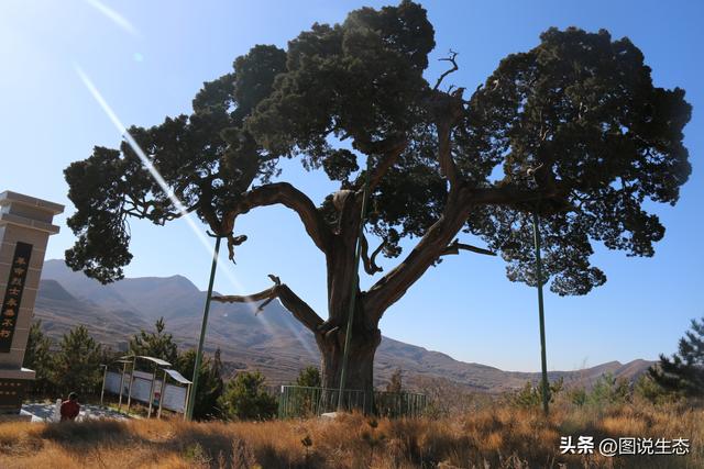 河北这几棵古柏记忆了半部燕赵史，有多个地方都称自己是天下第一