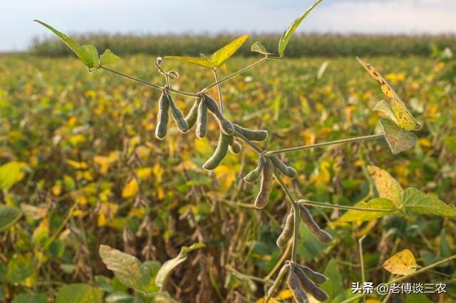 粮食补贴已经敲定下来了，大豆补贴狂涨，玉米补贴应该是多少？