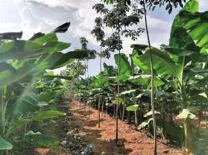 香蕉种植的成本与利润(橡胶香蕉间种，林下经济实现利润1000多万元)