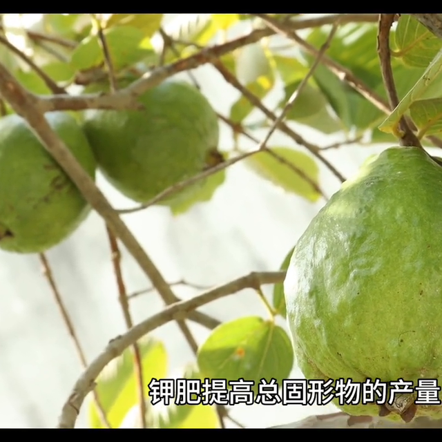 番石榴种植技术#纯天然绿色食品