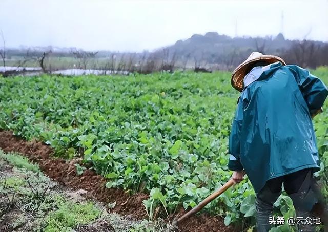 降雨又降温，油菜要怎么管理？促弱控旺，防渍防冻