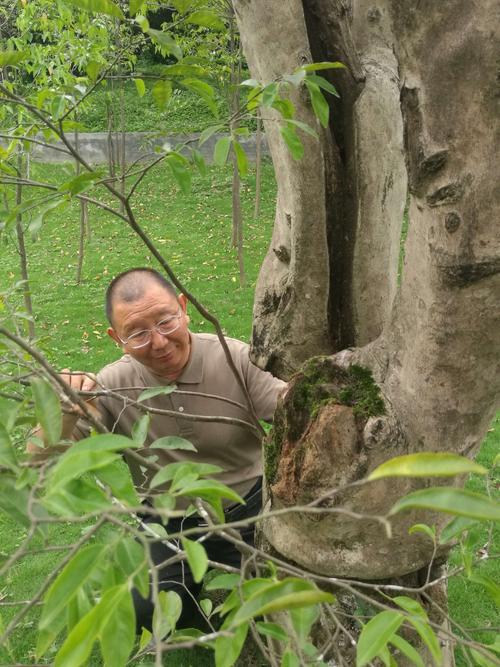 春日种下1株“香木”，多施肥水、晒太阳，养个4、5年成贵老桩