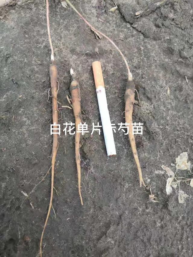 有新栽树林地的看过来