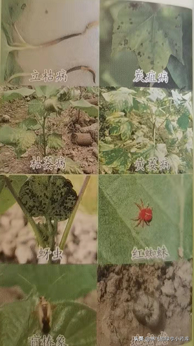 绿亨】棉花的种植技术你知道吗？这几点是提高产量的关键，来看吧