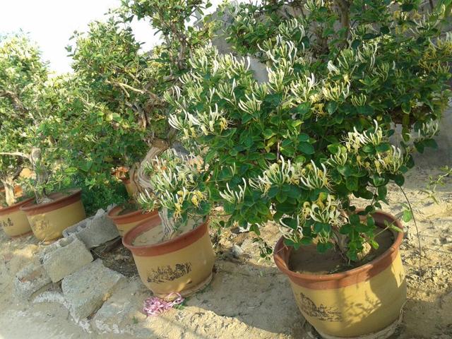 家里养盆它，满枝“金银花”，花开千朵，泡茶清热解毒